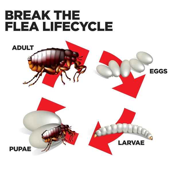 Flea Fogger, Kills Fleas, Ticks, and Other Pests - 1 pack - 2 Count - plus 3 My Outlet Mall Resealable Storage Pouches