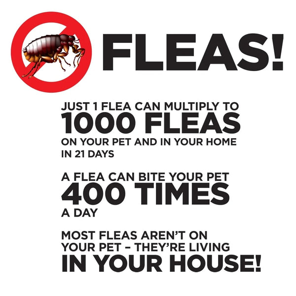 Flea Fogger, Kills Fleas, Ticks, and Other Pests - 1 pack - 2 Count - plus 3 My Outlet Mall Resealable Storage Pouches