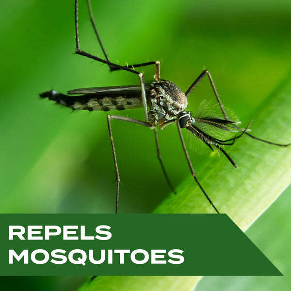 Repels Mosquito Repellent Wipes with Botanical Extracts - 1 pack - plus 3 My Outlet Mall Resealable Storage Pouches