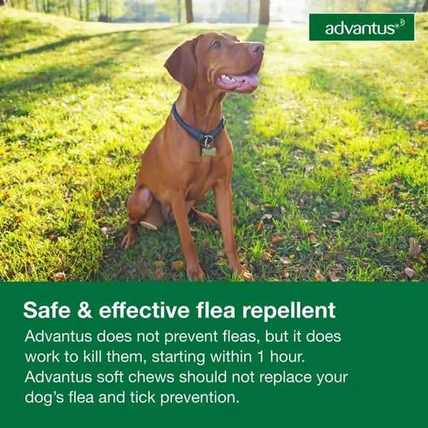 Chewable Flea Treatment for Dogs 23, 110 lbs, 1 pack, 30 Soft Chews, plus 3 My Outlet Mall Resealable Storage Pouches