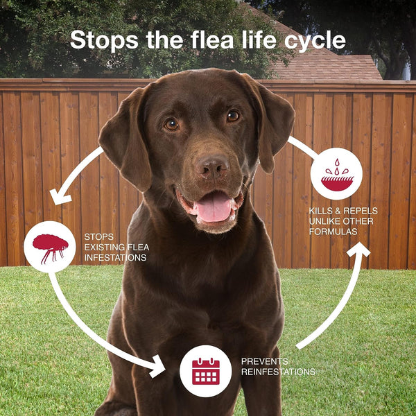 Monthly Flea & Tick Prevention for XL Dogs 55 lbs+ 2-Monthly Treatments, 1 pack, 2 Count, plus 3 My Outlet Mall Resealable Storage Pouches