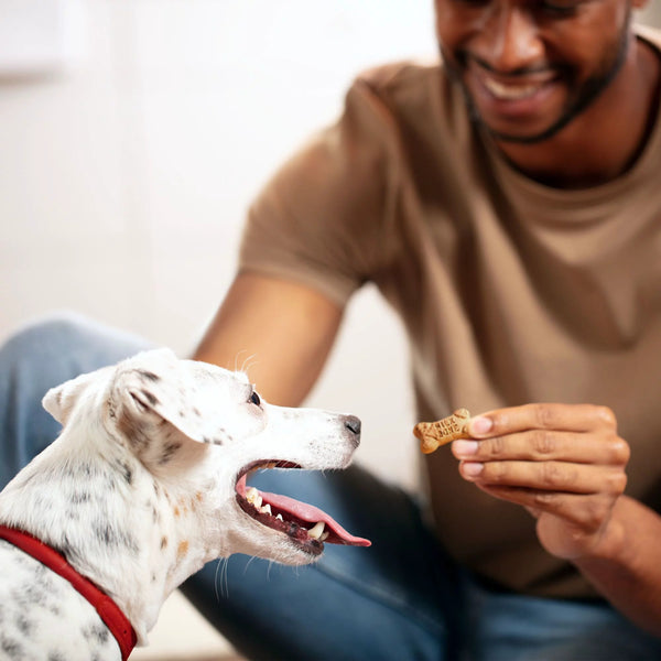 Flavor Snacks Mini Dog Biscuits, Flavored Crunchy Dog Treats, 3 pack, 15 oz per pack, plus 3 My Outlet Mall Resealable Storage Pouches