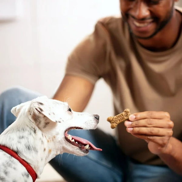 Flavor Snacks Small Dog Biscuits, Flavored Crunchy Dog Treats, 2 pack, 24 oz per pack, plus 3 My Outlet Mall Resealable Storage Pouches