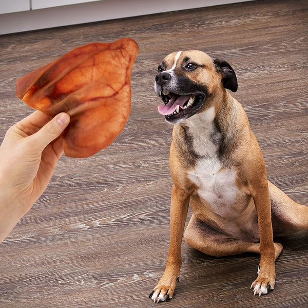 Natural Jumbo Pig Ear Chews for Dogs, 3 pack, 12 oz per pack, plus 3 My Outlet Mall Resealable Storage Pouches