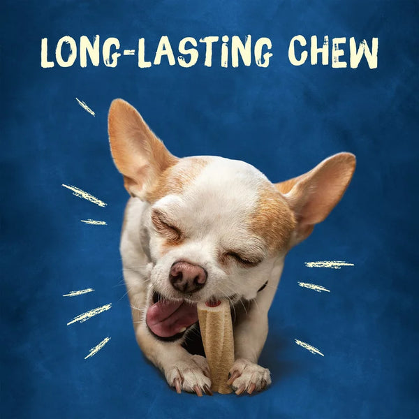 Busy Tiny Real Bacon Long Lasting Chew for Dogs, 3 pack, 17 oz per pack, plus 3 My Outlet Mall Resealable Storage Pouches