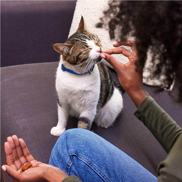 Classic Crunchy and Soft Cat Treats Blissful Catnip Flavor, 1 pack, 3 oz, plus 3 My Outlet Mall Resealable Storage Pouches